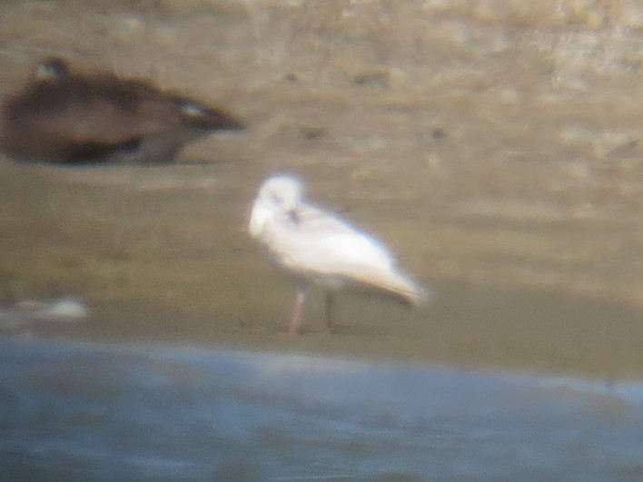 Larus sp. - Kathy Mihm Dunning