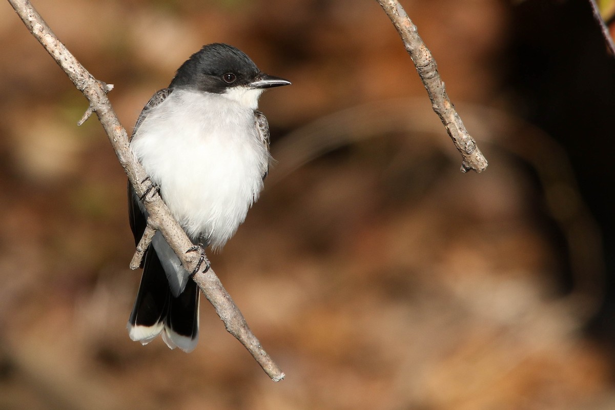 Eastern Kingbird - Benjamin Hack
