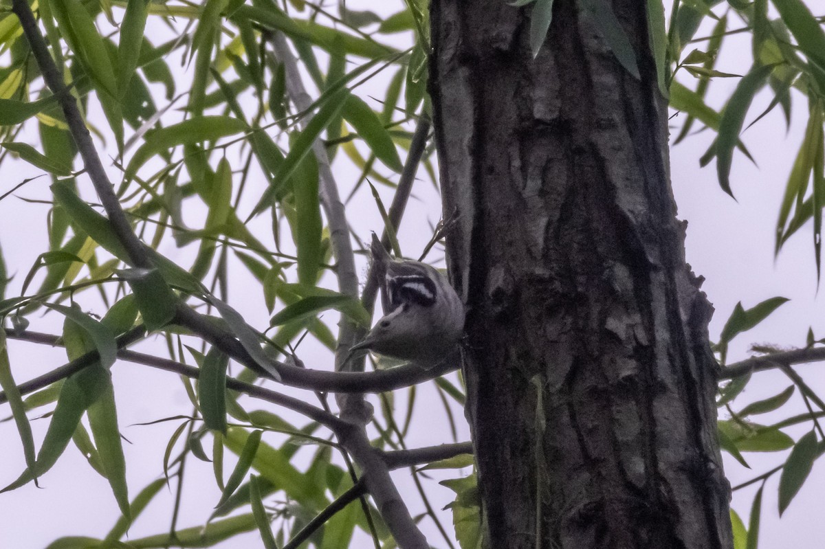 Black-and-white Warbler - ML234744921