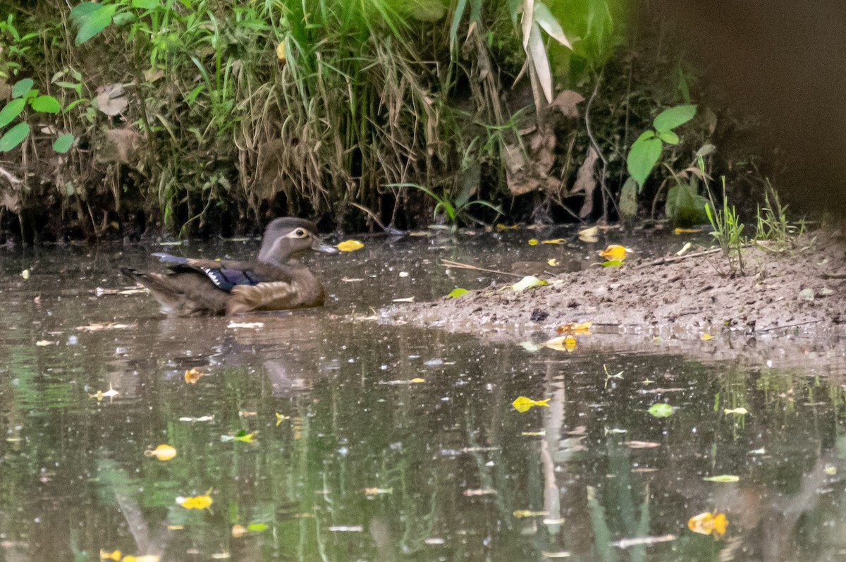 Wood Duck - ML234745241