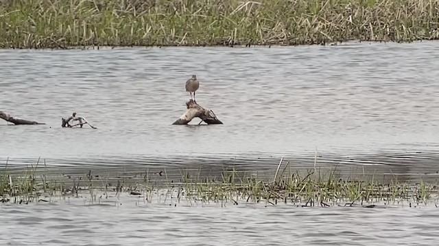 Кульон середній - ML234746451