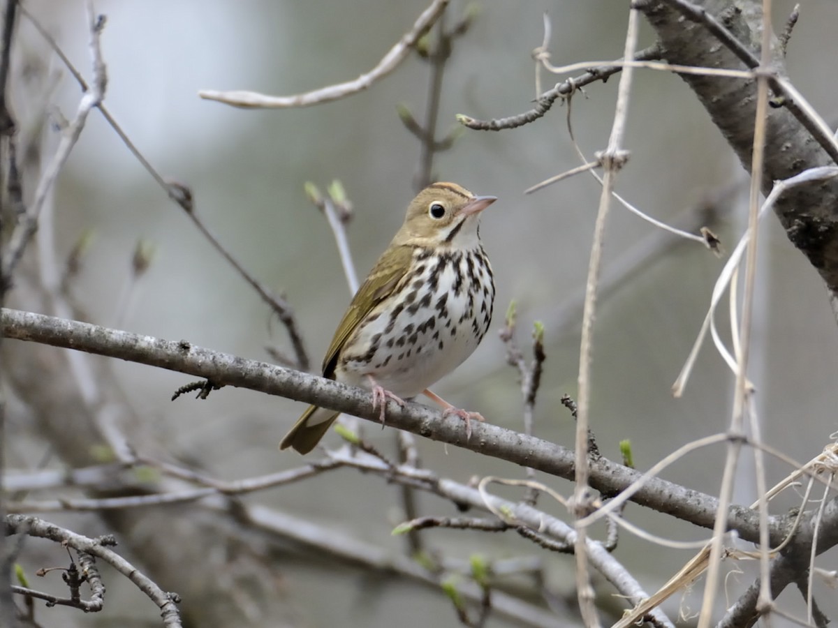 Ovenbird - Claude Letourneau