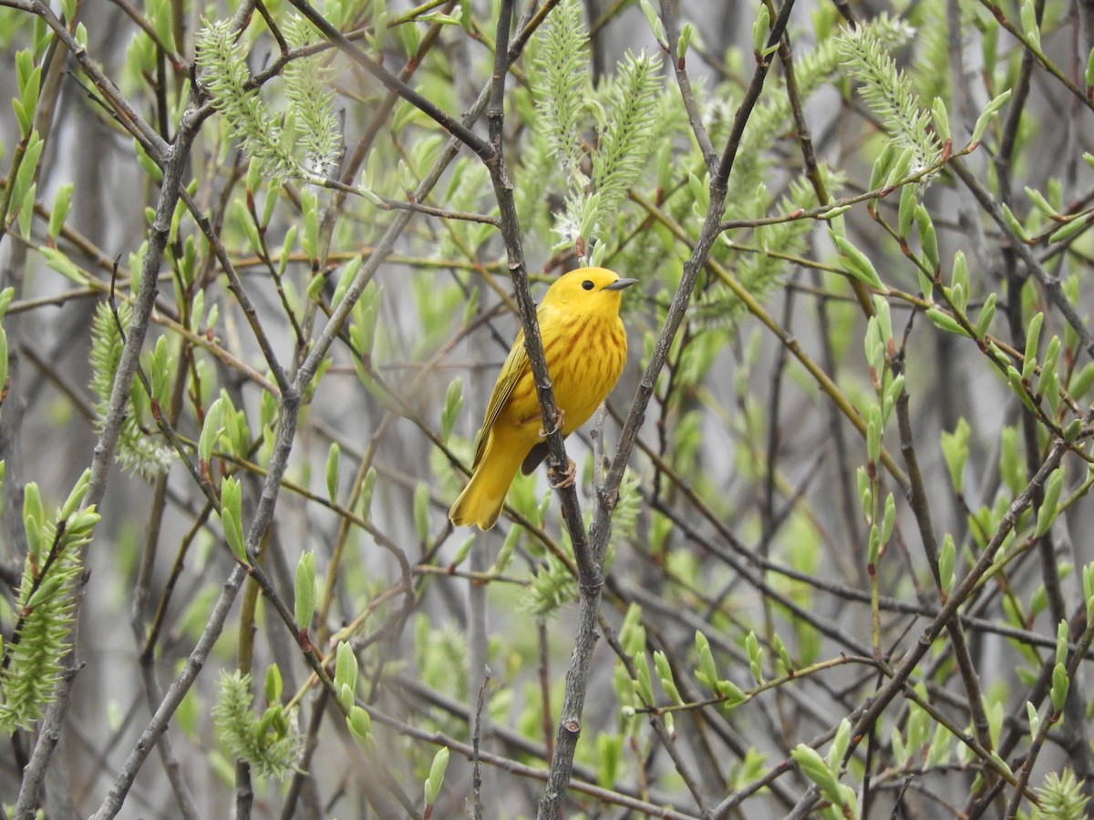 Yellow Warbler - ML234747601