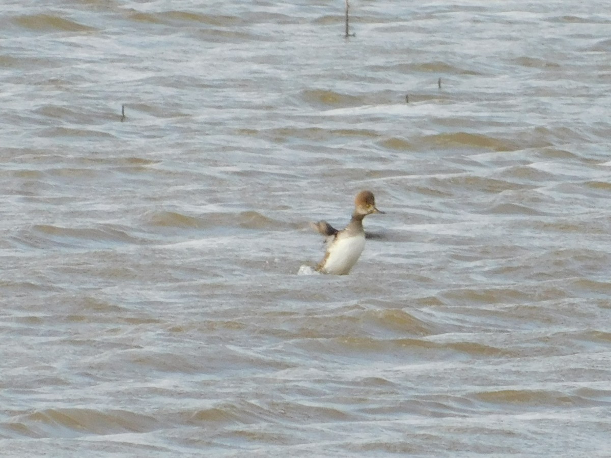 Hooded Merganser - ML234748851