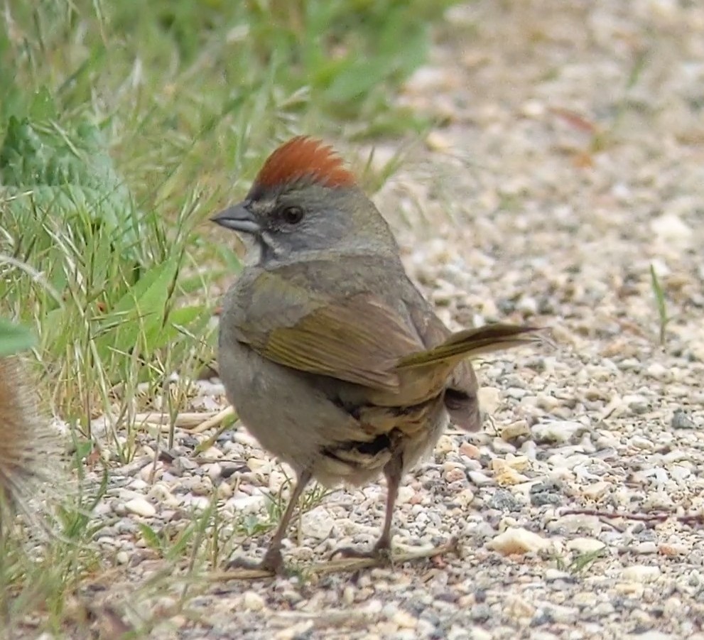 Green-tailed Towhee - ML234749081