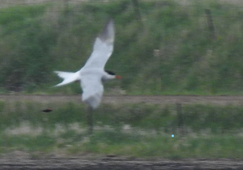 Common Tern - ML234749541