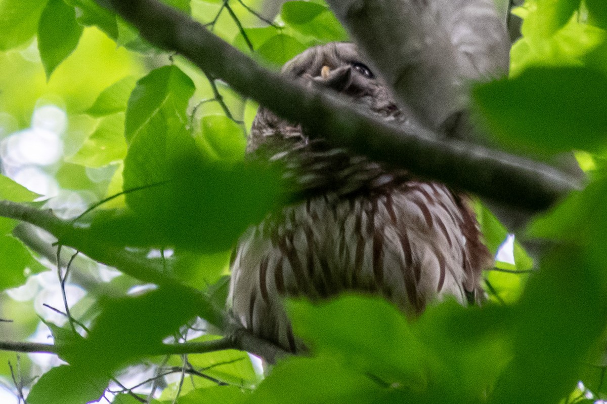 Barred Owl - ML234749561