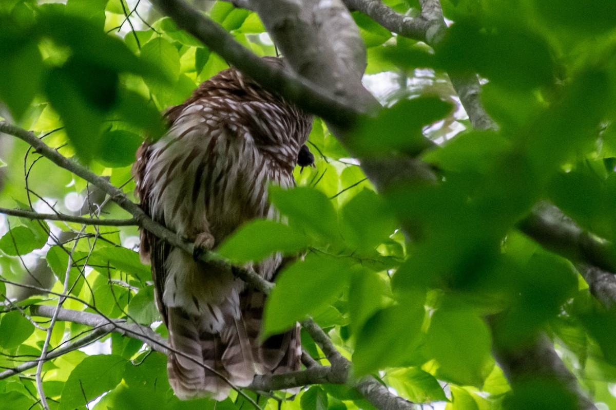 Barred Owl - ML234749571