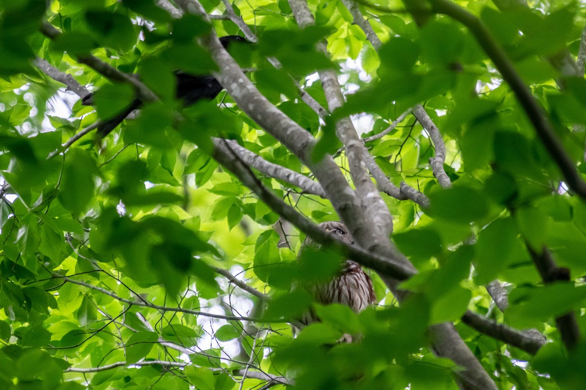 Barred Owl - ML234749611