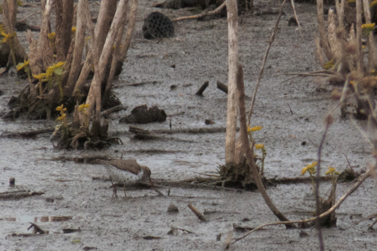 Spotted Sandpiper - ML234749881