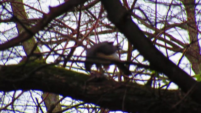 Sharp-shinned/Cooper's Hawk - ML234753331