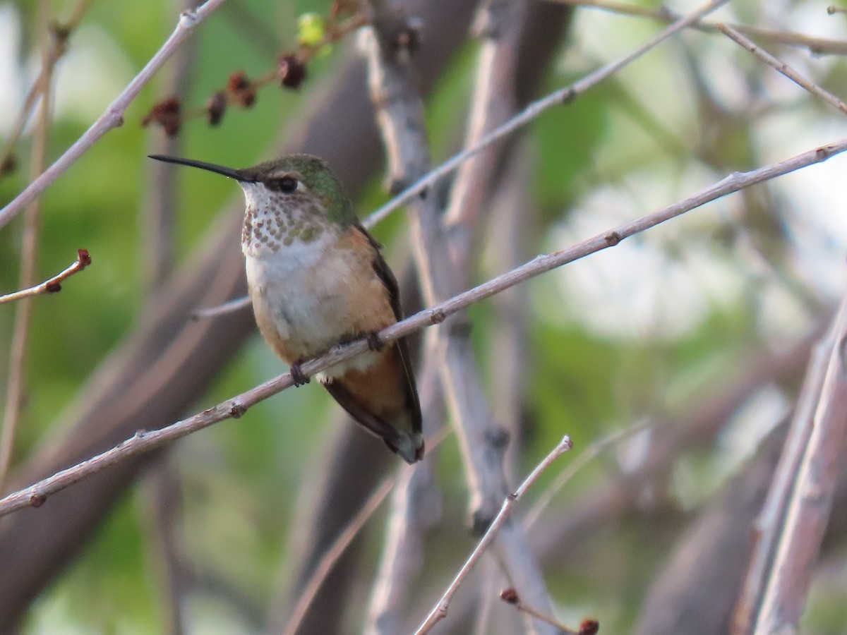 Calliope Hummingbird - ML234753391