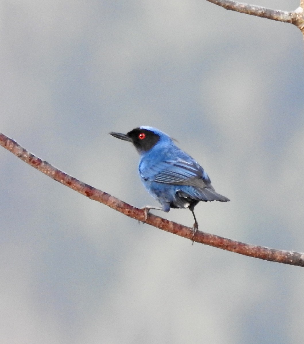 Masked Flowerpiercer - Laura Gaudette