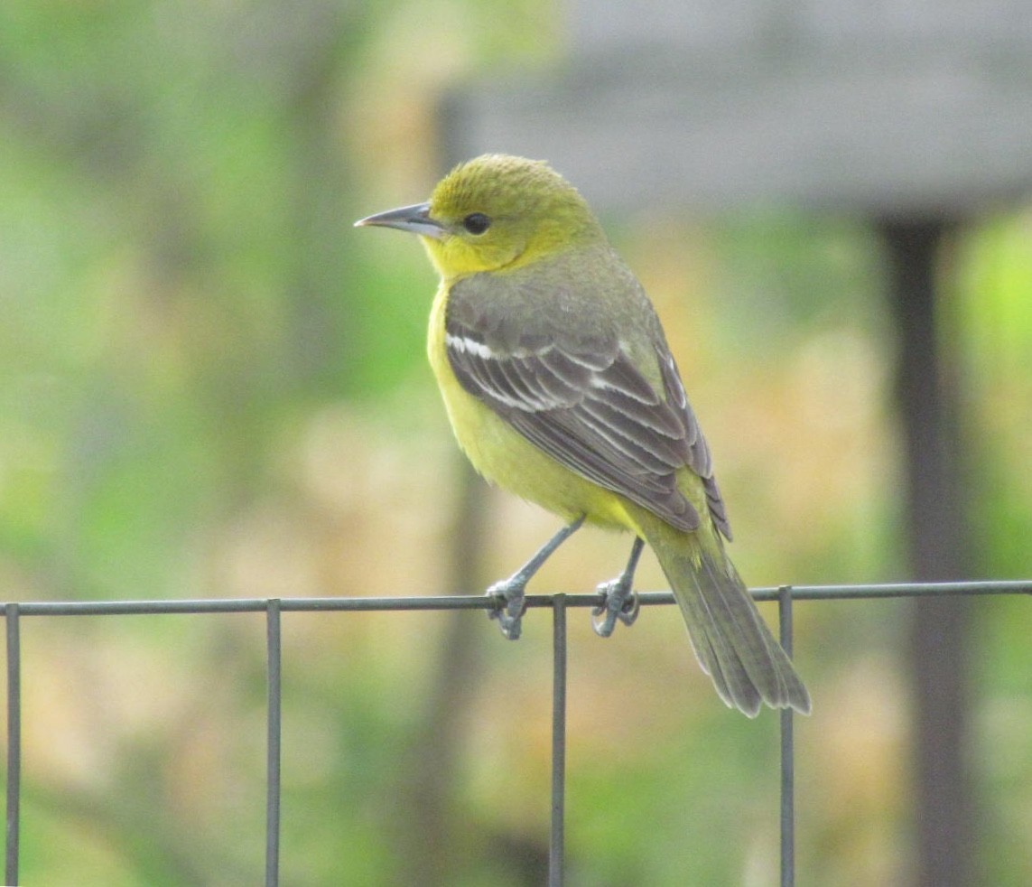 Orchard Oriole - ML234753801