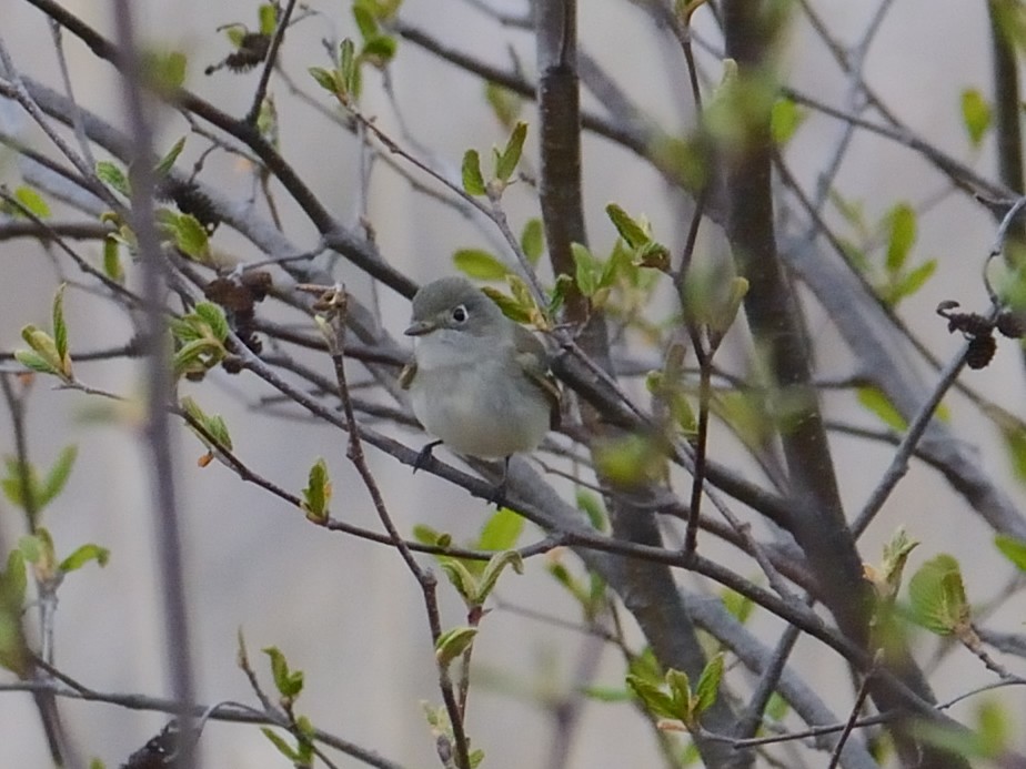 Least Flycatcher - ML234755601