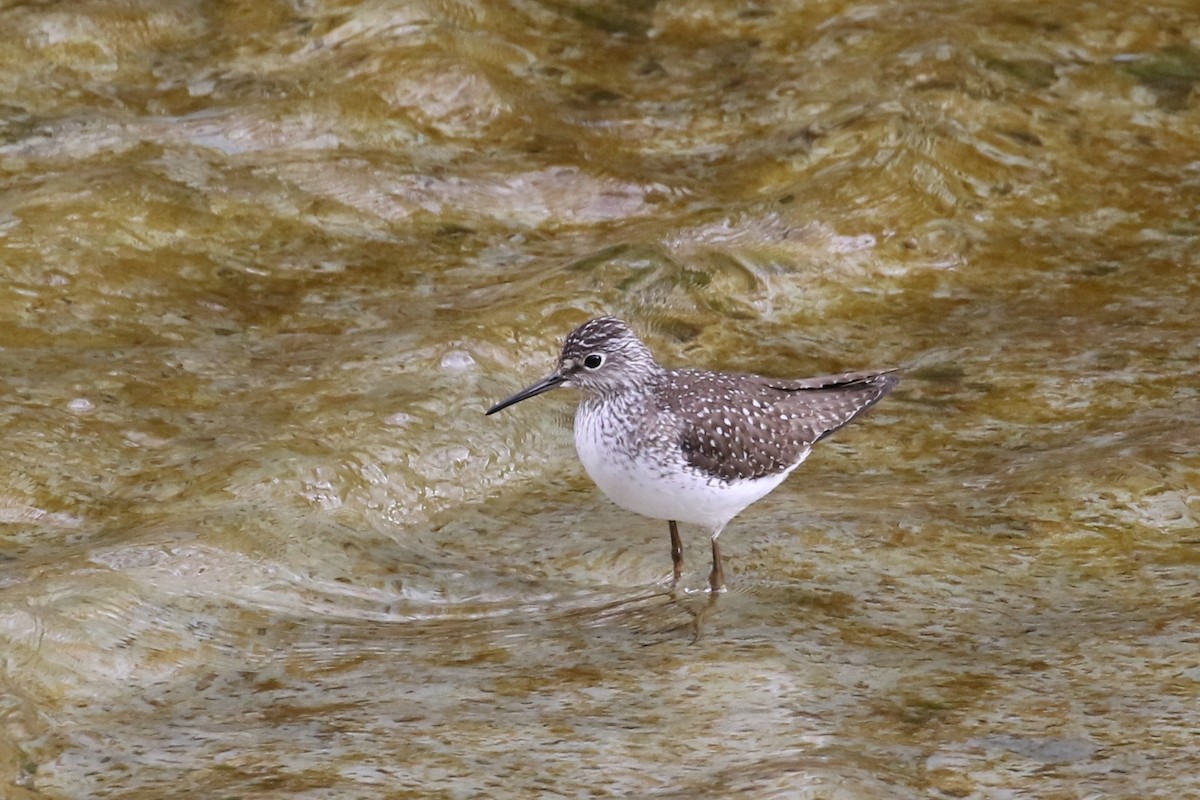 Solitary Sandpiper - ML234755771