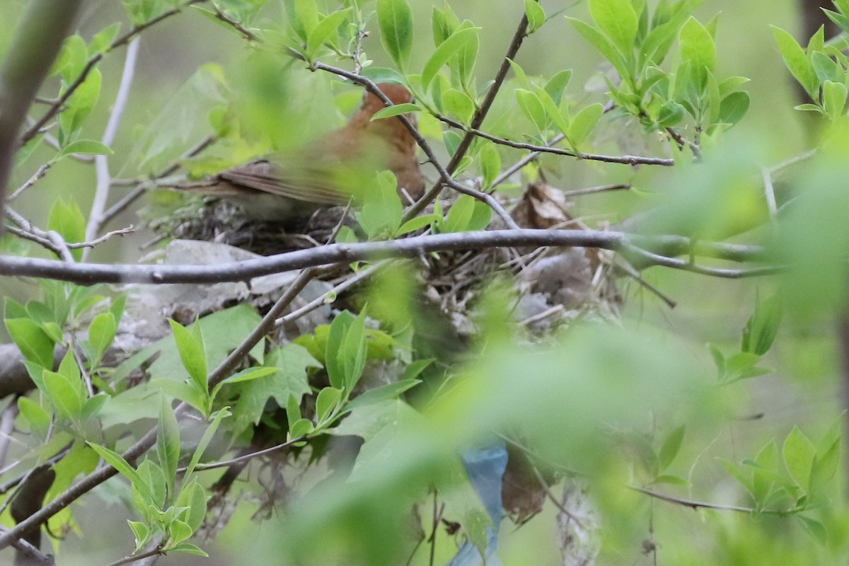 Wood Thrush - ML234755911