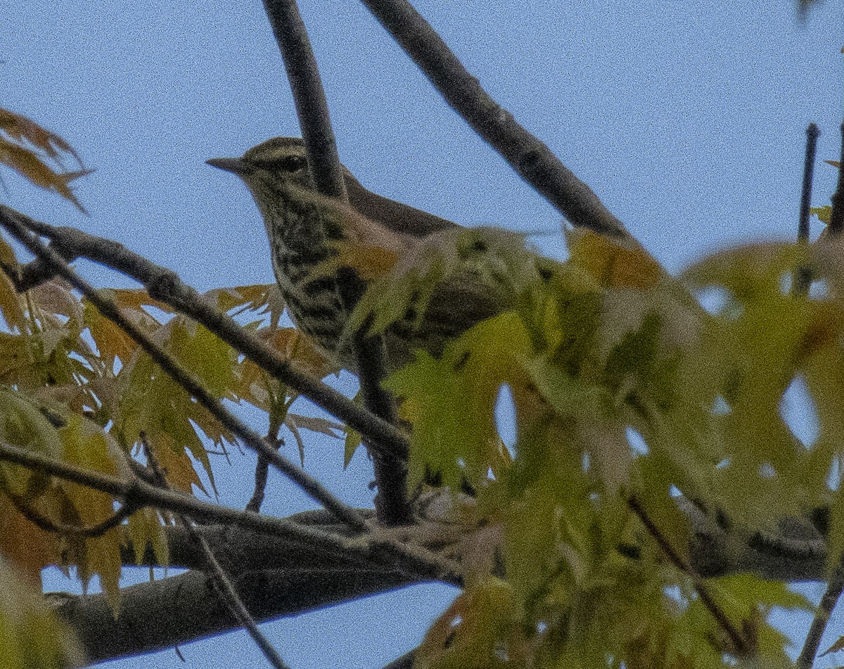 Northern Waterthrush - ML234755961