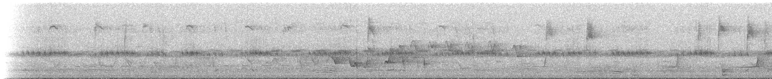 Pied Currawong - ML234756