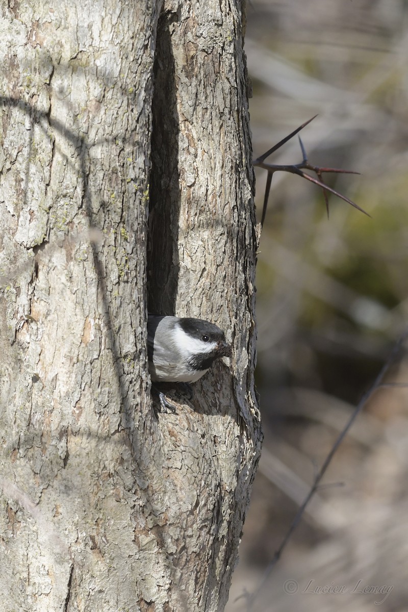 Black-capped Chickadee - ML234757521