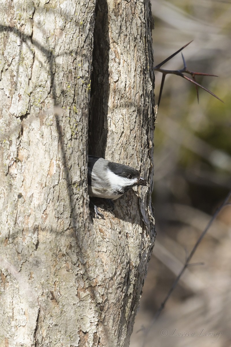 Black-capped Chickadee - ML234757781