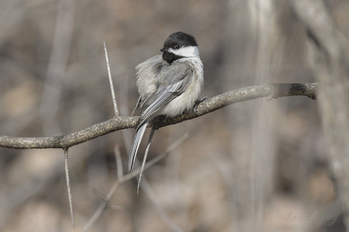 Black-capped Chickadee - ML234757871