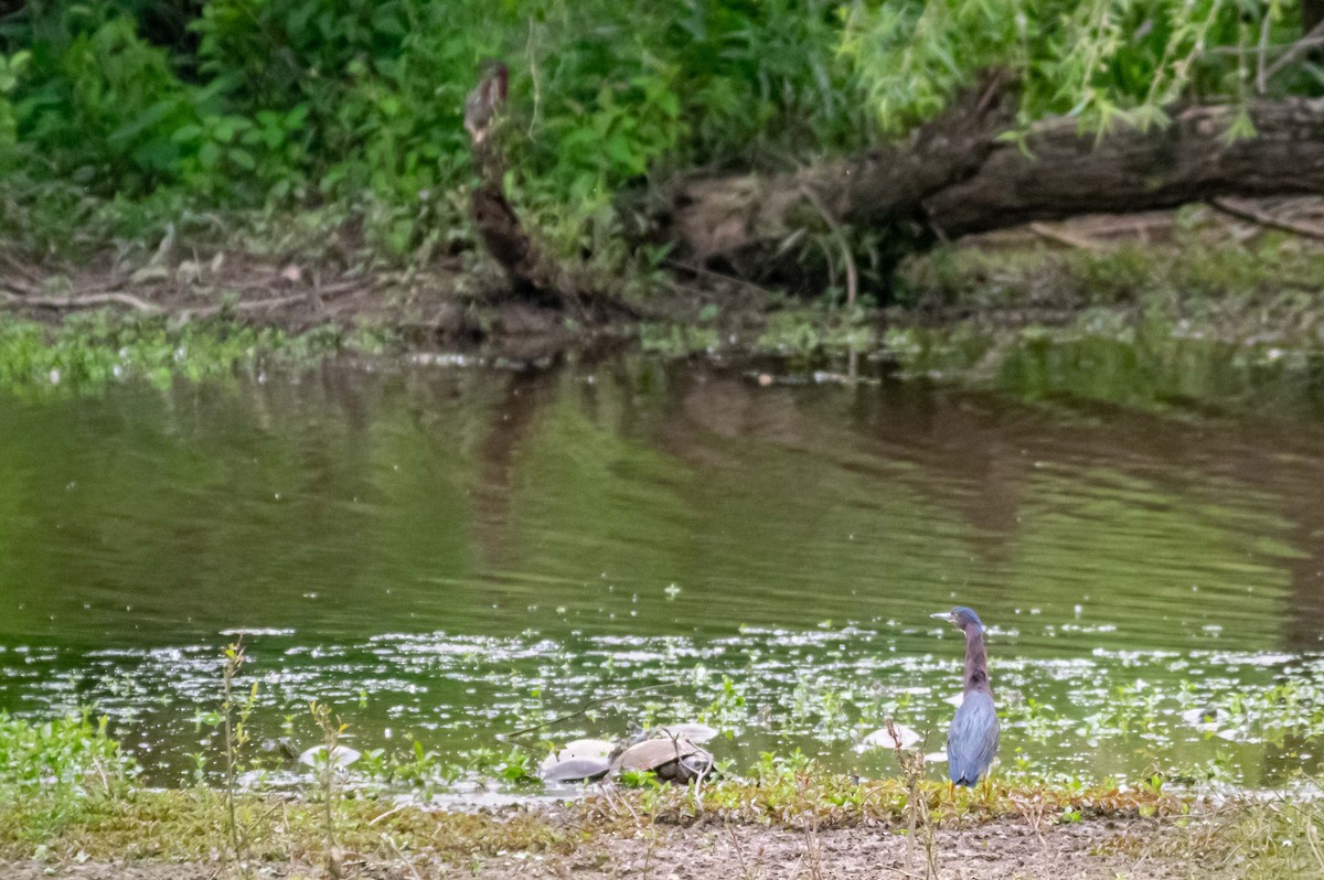 Green Heron - ML234757981