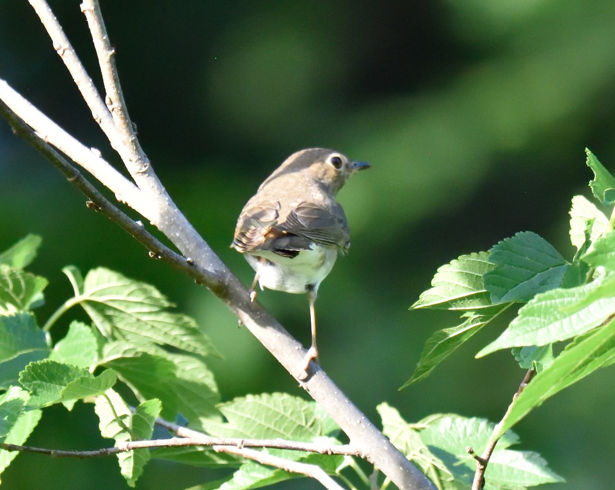 Swainson's Thrush - ML234758771