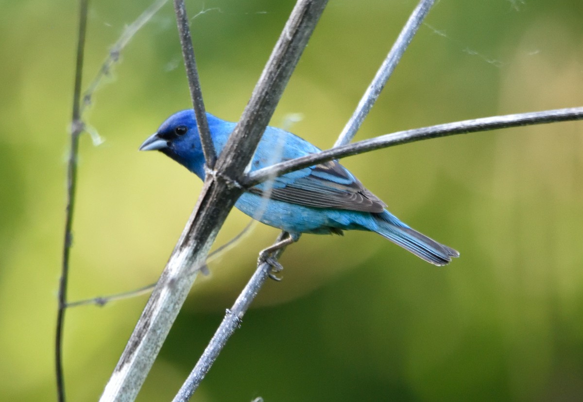 Indigo Bunting - George Pawlowski