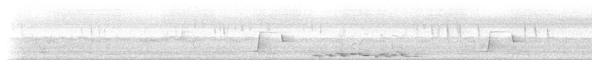 Australian Magpie - ML234760