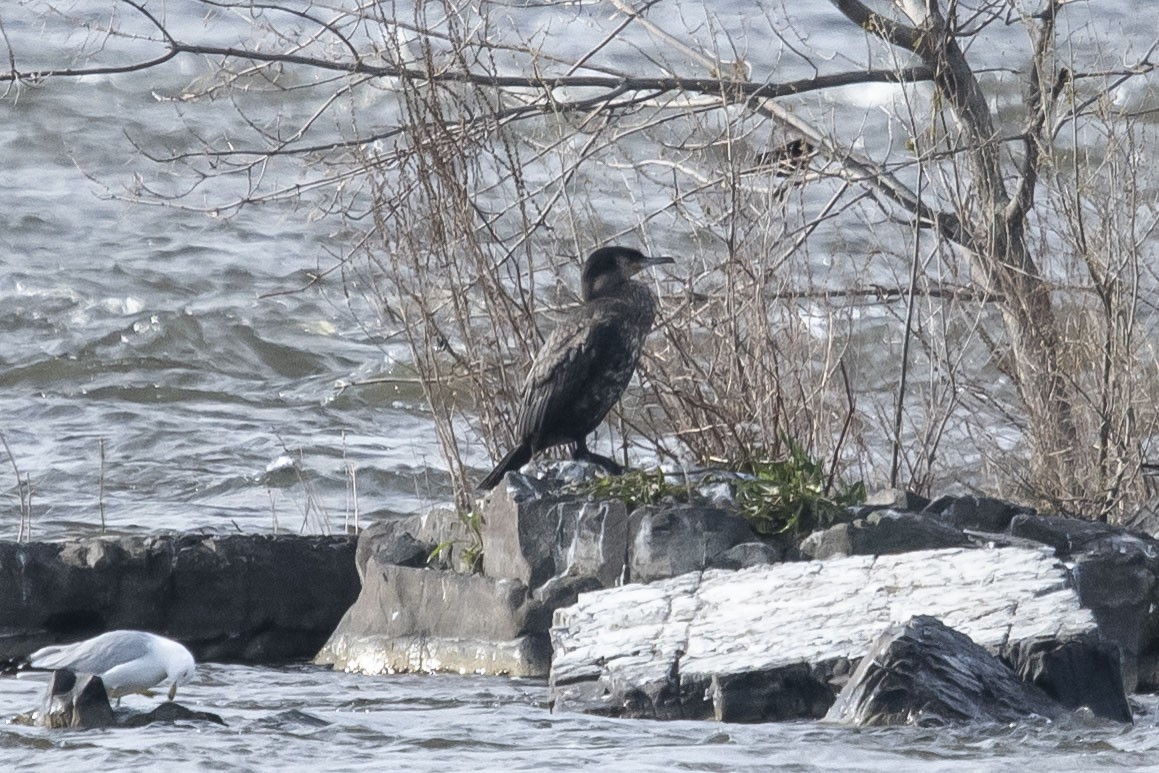 Great Cormorant - Diane Demers