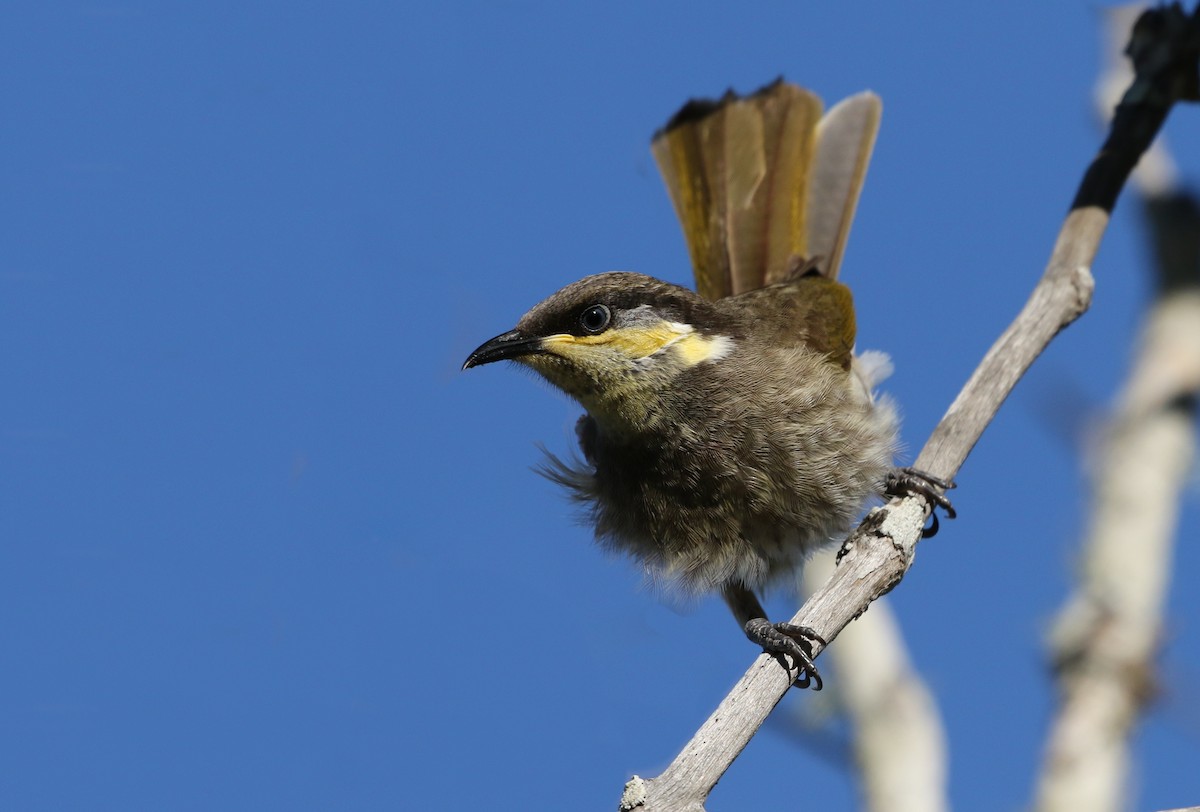 Mangrove Honeyeater - ML234764191