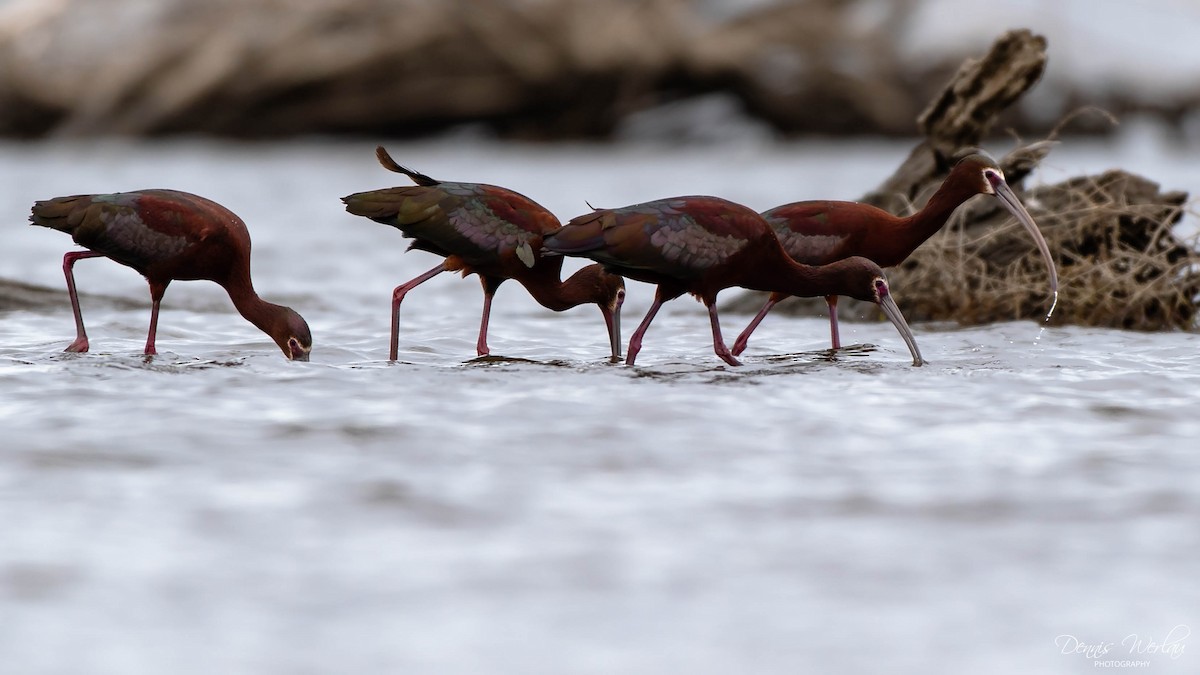 White-faced Ibis - ML234765211