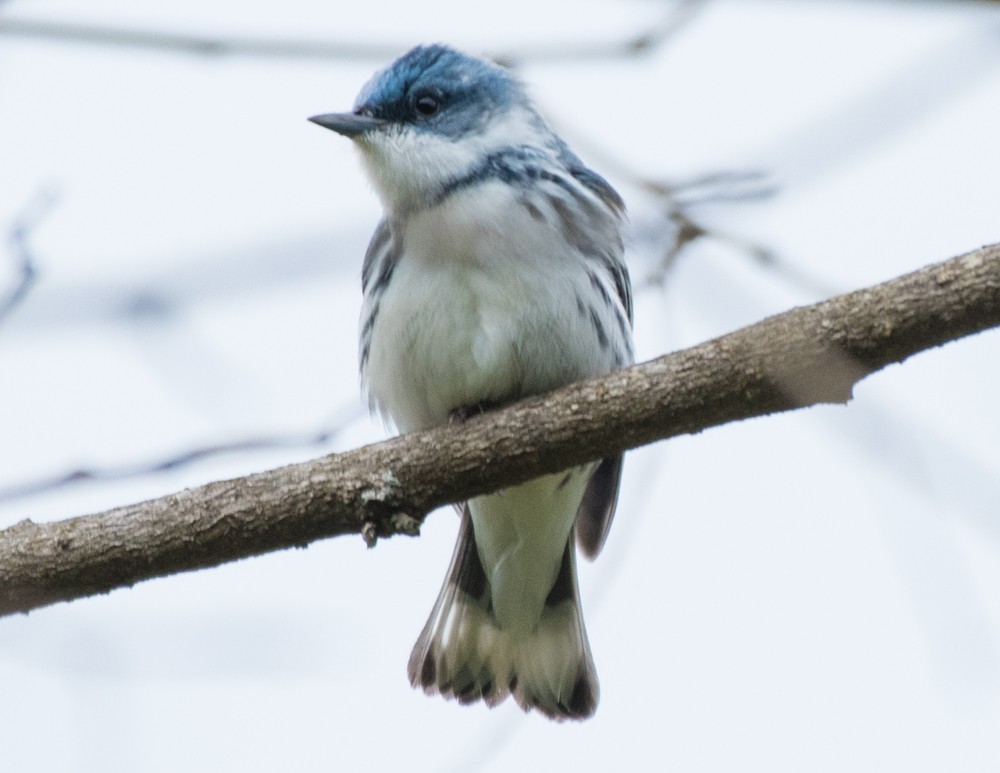 Cerulean Warbler - josh Ketry