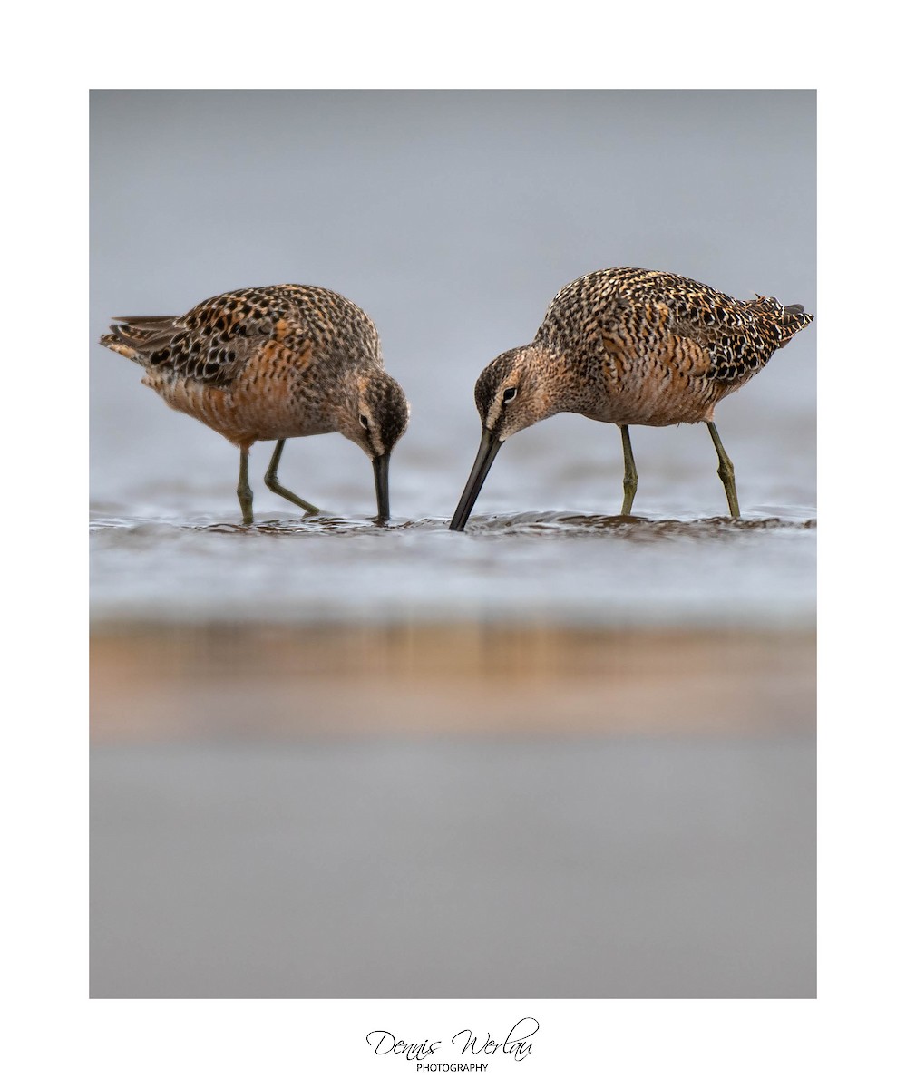 Short-billed/Long-billed Dowitcher - ML234765331