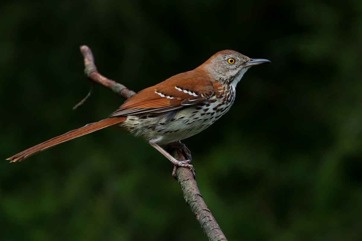 Brown Thrasher - Martina Nordstrand