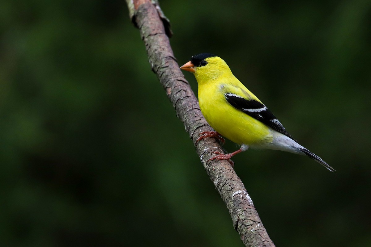 American Goldfinch - Martina Nordstrand