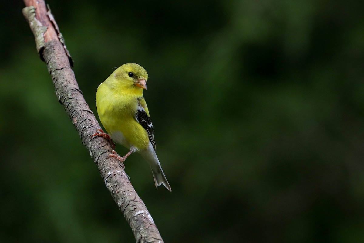 American Goldfinch - Martina Nordstrand