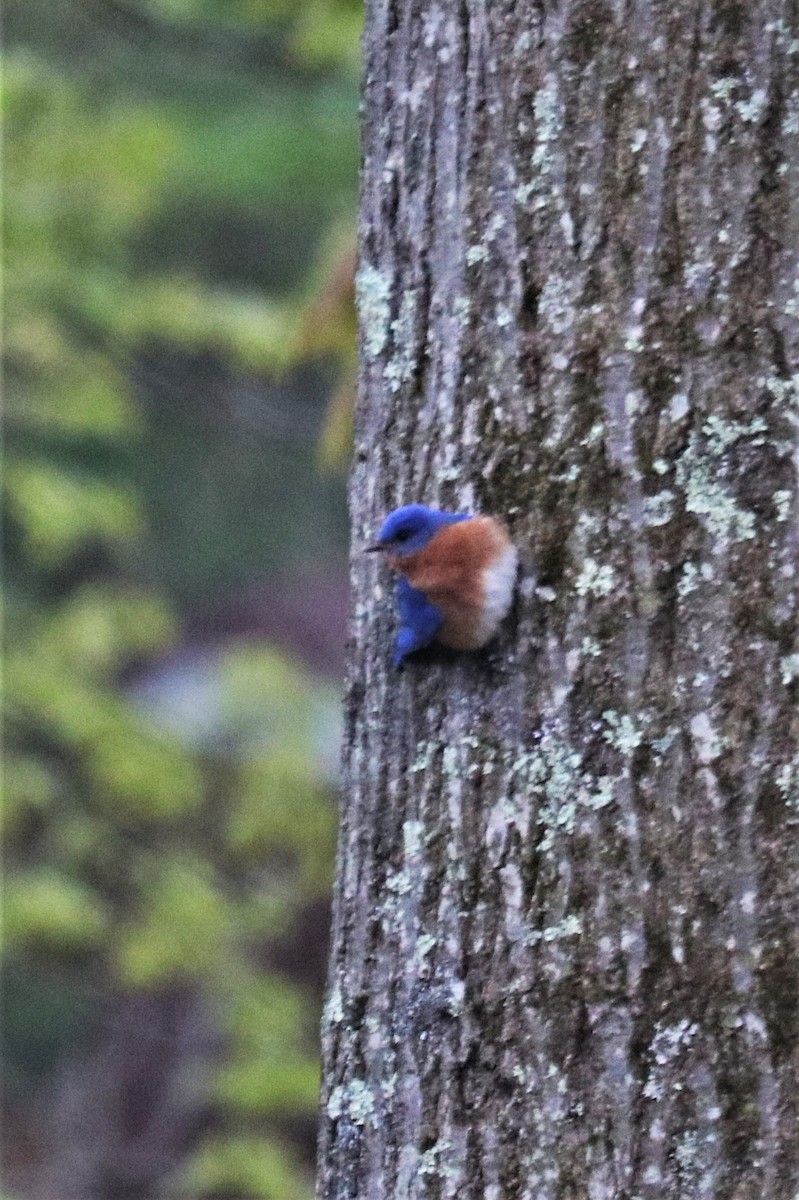 Eastern Bluebird - ML234770711