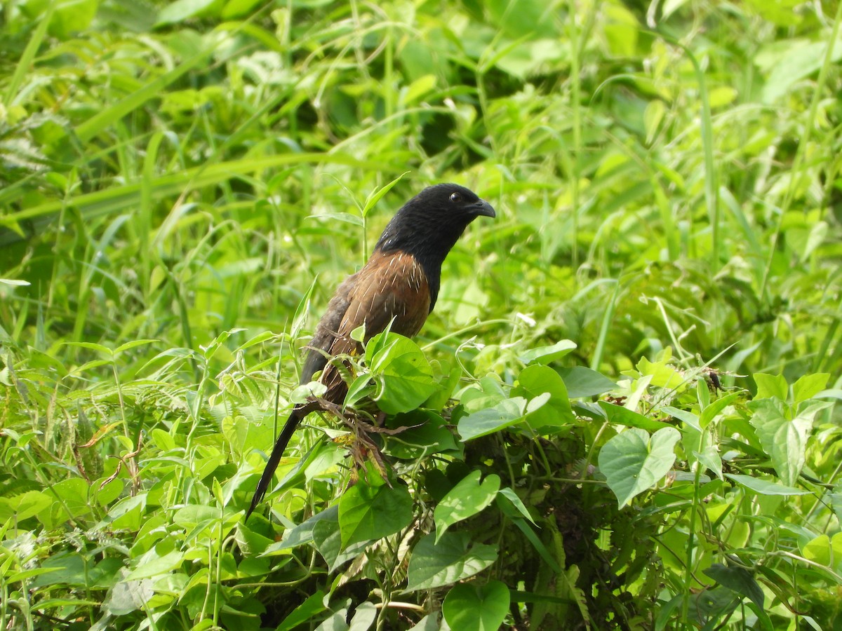 Coucal rufin - ML234772101