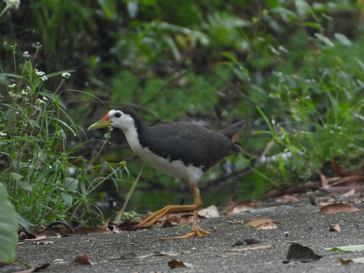 White-breasted Waterhen - ML234772261