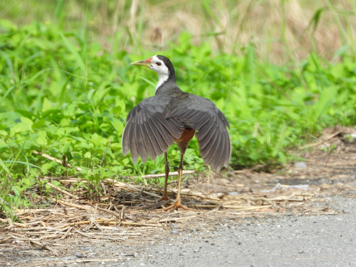 White-breasted Waterhen - ML234772271