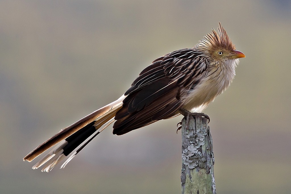 Guira Cuckoo - Rogério Machado