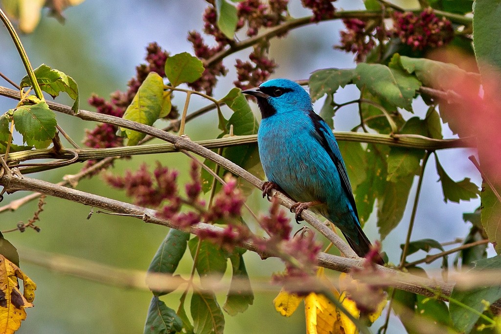 Dacnis Azul - ML234772881