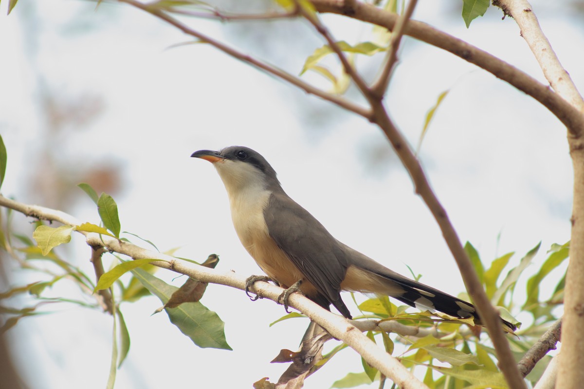 Mangrove Cuckoo - ML234773111