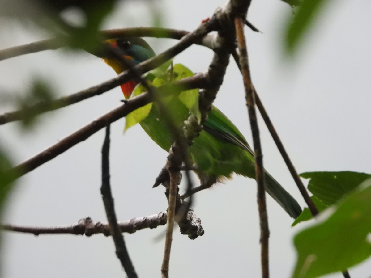 Taiwan Barbet - ML234774591