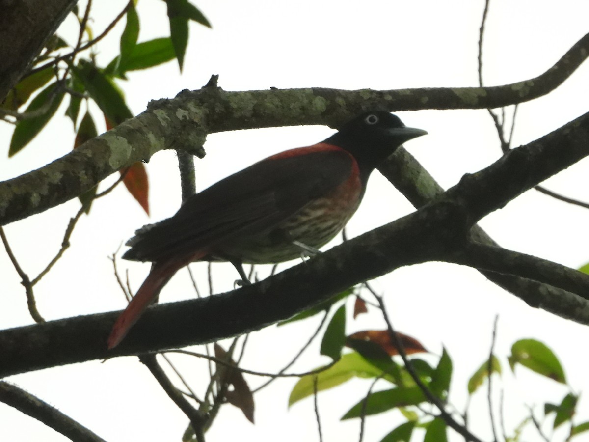 Maroon Oriole - Shih-hung Wu