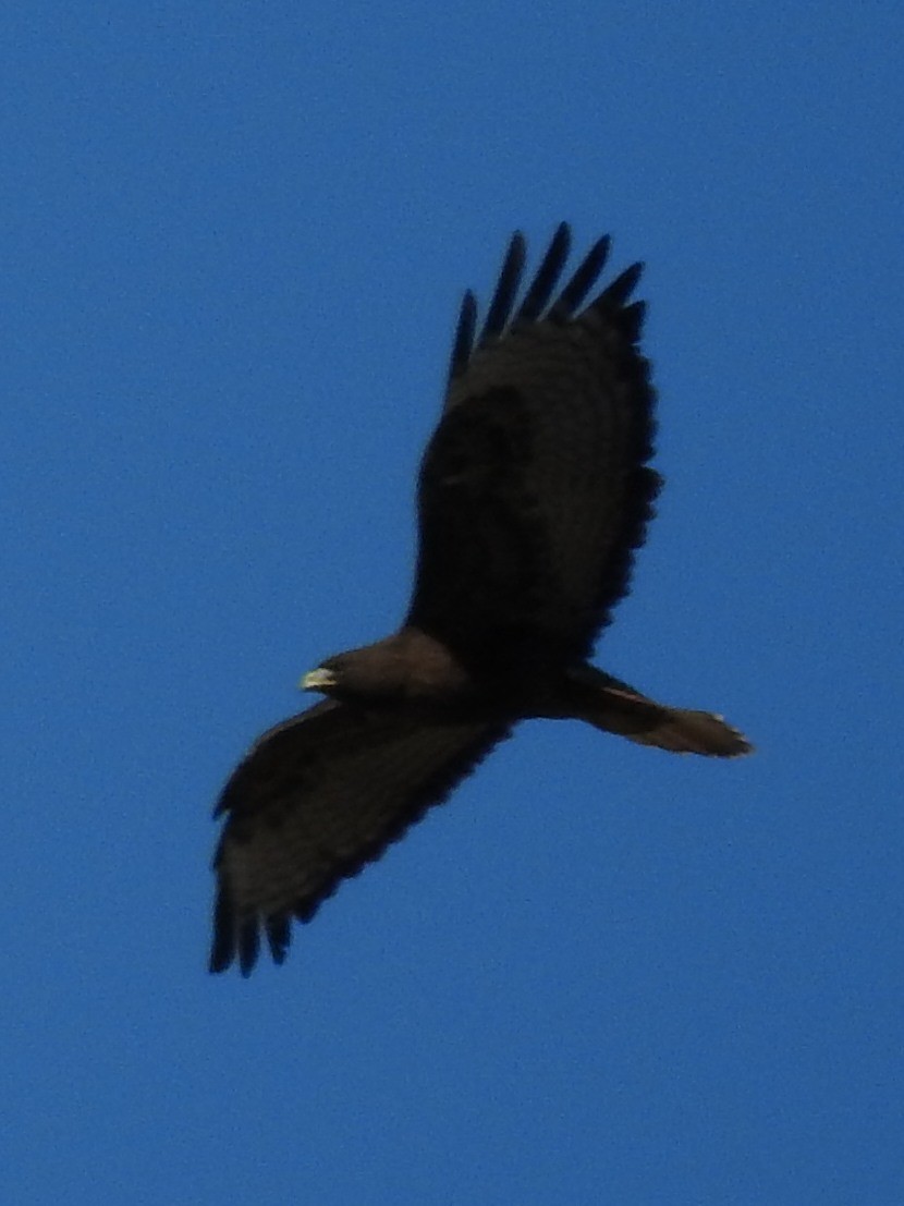 Red-tailed Hawk - Paul Suchanek