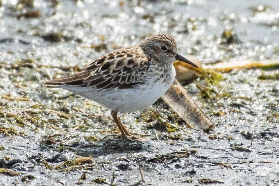 Least Sandpiper - ML234775031