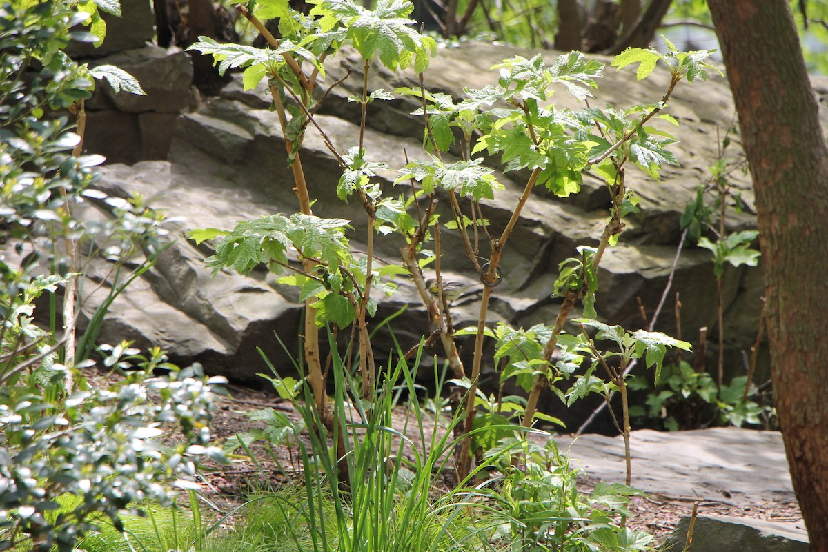 Yellow-rumped Warbler - ML234775361